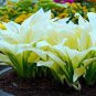 200 PCS Hosta Plants Perennials Plantain Flower Bonsai Rare Lily Seeds