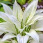 200 PCS Hosta Plants Perennials Plantain Flower Bonsai Rare Lily Seeds