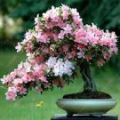 100 Pcs Bonsai Mountain Azalea - Rhododendron Simsii Satsuki Mixed Color Flower Seeds