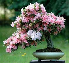 100 Pcs Bonsai Mountain Azalea - Rhododendron Simsii Satsuki Mixed Color Flower Seeds