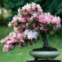 100 Pcs Bonsai Mountain Azalea - Rhododendron Simsii Satsuki Mixed Color Flower Seeds
