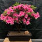 100 Pcs Bonsai Mountain Azalea - Rhododendron Simsii Satsuki Mixed Color Flower Seeds