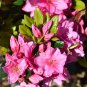 100 Pcs Bonsai Mountain Azalea - Rhododendron Simsii Satsuki Mixed Color Flower Seeds