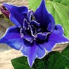 100 Pcs Rare Star Petunia Blue Bonsai Garden and Patio Potted Plant Morning Glory Seeds 100 Pcs Rare Star Petunia Blue Bonsai Garden and Patio Potted Plant Morning Glory Seeds