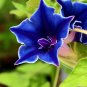 100 Pcs Rare Star Petunia Blue Bonsai Garden and Patio Potted Plant Morning Glory Seeds