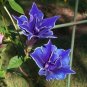 100 Pcs Rare Star Petunia Blue Bonsai Garden and Patio Potted Plant Morning Glory Seeds