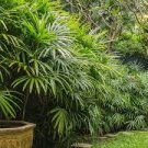 100 pcs Palm Bamboo Garden Lady Palm Tree Indoor Plants Excelsa Sementes Bamboo Seeds 100 pcs Palm Bamboo Garden Lady Palm Tree Indoor Plants Excelsa Sementes Bamboo Seeds