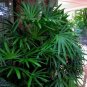 100 pcs Palm Bamboo Garden Lady Palm Tree Indoor Plants Excelsa Sementes Bamboo Seeds
