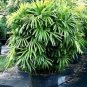100 pcs Palm Bamboo Garden Lady Palm Tree Indoor Plants Excelsa Sementes Bamboo Seeds