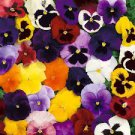 200 Pcs Mexican Imported Pansy Bonsai Mix Color Wavy Viola Tricolor Flower Seeds