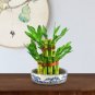 100 pcs Lucky Bamboo Bonsai Small Potted Plants Purify Dracaena Plantas Seeds