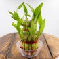 100 pcs Lucky Bamboo Bonsai Small Potted Plants Purify Dracaena Plantas Seeds