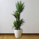 50 pcs Yucca Bonsai DIY Potted Plants Seeds