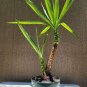 50 pcs Yucca Bonsai DIY Potted Plants Seeds