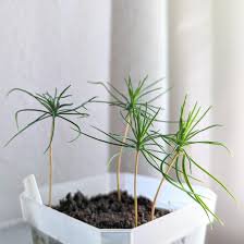 50 pcs Yucca Bonsai, DIY Potted Plants Seeds