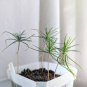50 pcs Yucca Bonsai, DIY Potted Plants Seeds