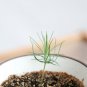 50 pcs Yucca Bonsai, DIY Potted Plants Seeds