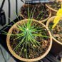 50 pcs Yucca Bonsai, DIY Potted Plants Seeds