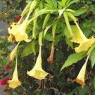 100 Pcs Rainbow Brugmansia Datura Bonsai Seeds