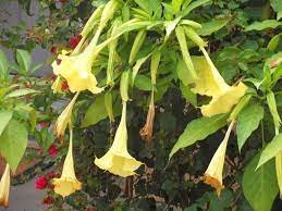 100 Pcs Rainbow Brugmansia Datura Bonsai Seeds