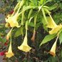 100 Pcs Rainbow Brugmansia Datura Bonsai Seeds