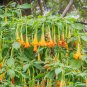 100 Pcs Rainbow Brugmansia Datura Bonsai Seeds