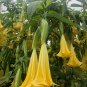 100 Pcs Rainbow Brugmansia Datura Bonsai Seeds