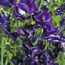 20 pcs Blue Royal Sweet Pea Seeds