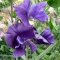 20 pcs Blue Royal Sweet Pea Seeds