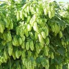 100 pcs Humulus lupulus Seeds