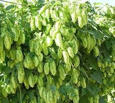 100 pcs Humulus lupulus Seeds
