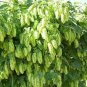 100 pcs Humulus lupulus Seeds
