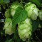 100 pcs Humulus lupulus Seeds