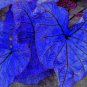 200 pcs Blue Caladium Dwarf Elephant Ear Ornamental Plant Seeds