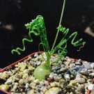 20 pcs Albuca namaquensis Seeds Evergreen Spiral Grass