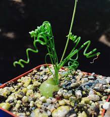 20 pcs Albuca namaquensis Seeds Evergreen Spiral Grass