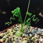 20 pcs Albuca namaquensis Seeds Evergreen Spiral Grass