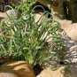 20 pcs Albuca namaquensis Seeds Evergreen Spiral Grass