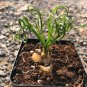 20 pcs Albuca namaquensis Seeds Evergreen Spiral Grass