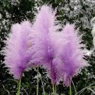500 PCS Purple Pampas Grass Seeds 500 PCS Purple Pampas Grass Seeds