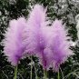 500 PCS Purple Pampas Grass Seeds