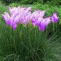 500 PCS Purple Pampas Grass Seeds