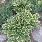 150 PCS beautiful Hosta Plants Seeds