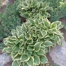 150 PCS beautiful Hosta Plants Seeds