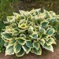 150 PCS beautiful Hosta Plants Seeds