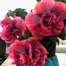 100 PCS Giant Double Hibiscus Seeds