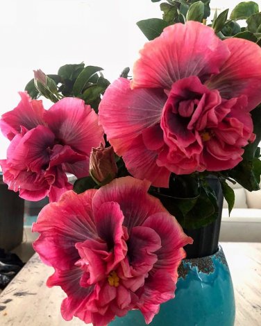 100 PCS Giant Double Hibiscus Seeds