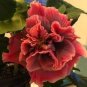 100 PCS Giant Double Hibiscus Seeds