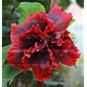 100 PCS Giant Double Hibiscus Seeds