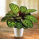 50 PCS Rare Calathea Seeds Air Freshening Plants Beautiful Flowers